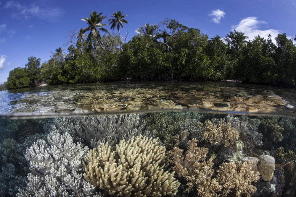 Soft leather corals grow in the shallow waters in the Solomon Islands Canvas Art - Ethan DanielsStocktrek Images (17 x 12)