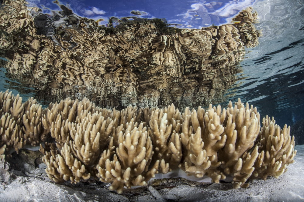 Soft leather corals grow in the shallow waters in the Solomon Islands Canvas Art - Ethan DanielsStocktrek Images (34 x 23)