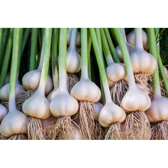 Spring For Key Softneck Garlic Bulbs for Planting | Premium Seed Garlic for Fall ...