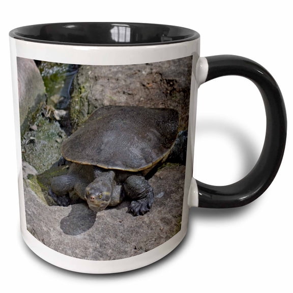3drose, Softshell Turtle on Rock Reptile, 11oz Two-tone Black Mug