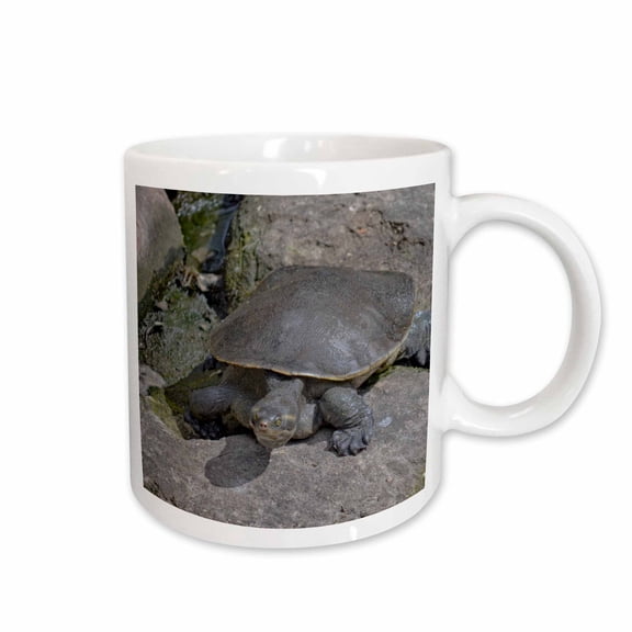 3drose, Softshell Turtle on Rock Reptile, 15oz Mug