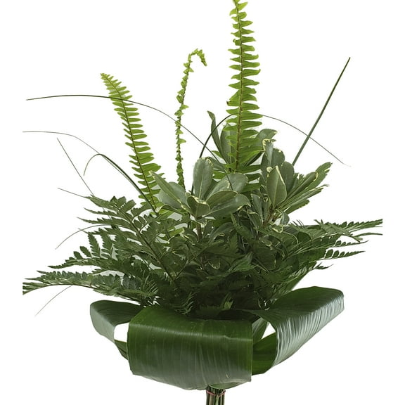 Soho Mixed Greens Bouquet 5 Pack of Farm Direct Fresh Cut Flowers Bouquets of Mixed Greenery by Bloomingmore