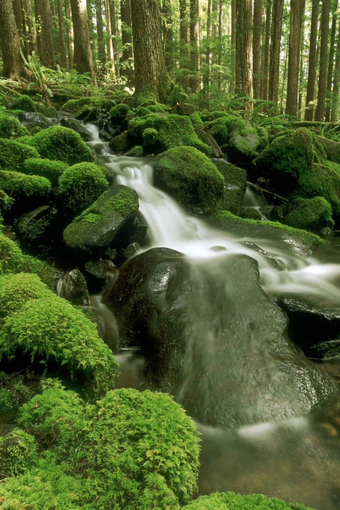 Sol Duc Watershed Olympic National Park Washington State Canvas Art - Ron Watts Design Pics (11 x 17)
