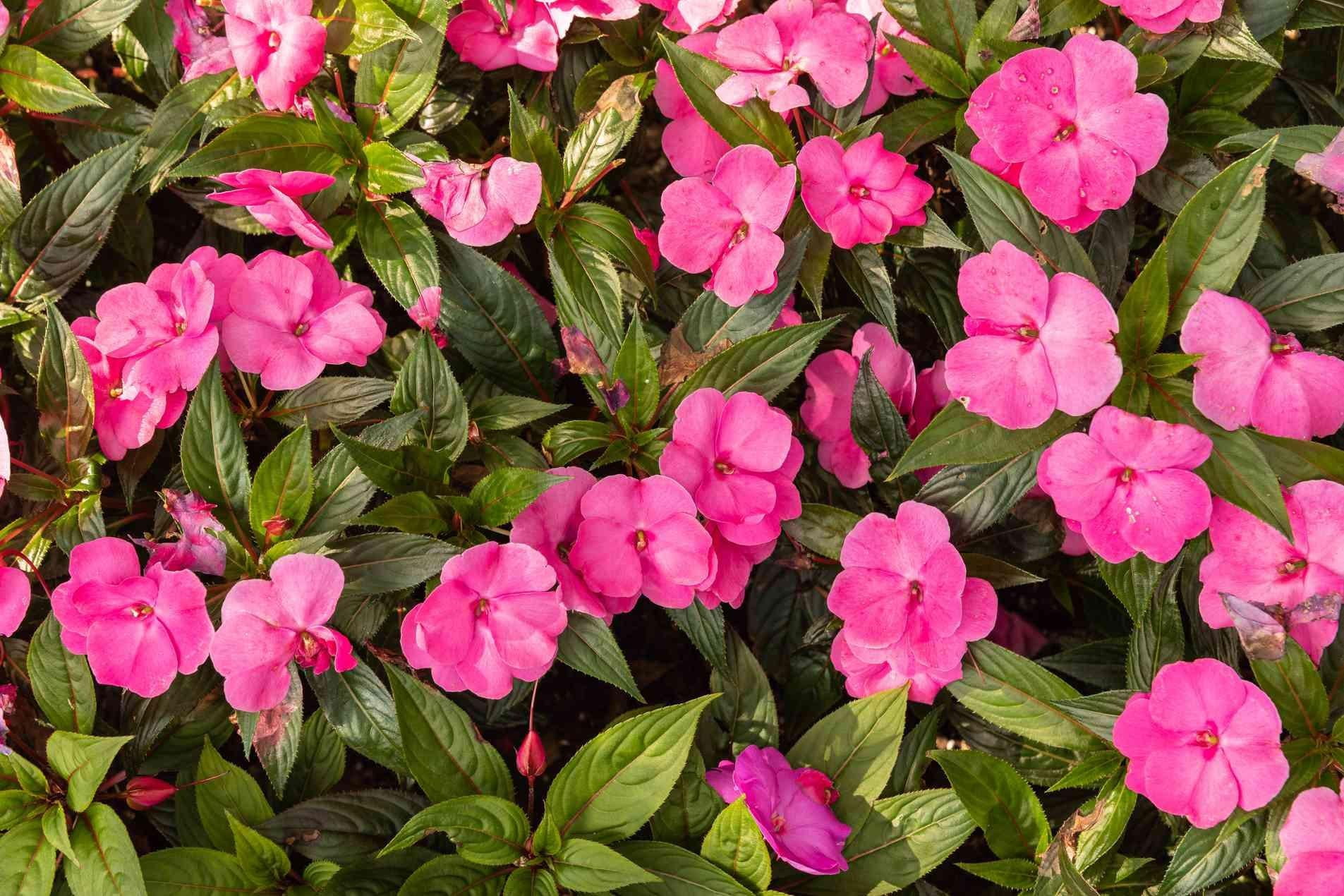 Sol Luna Electric Pink' New Guinea Impatiens  8" Pot