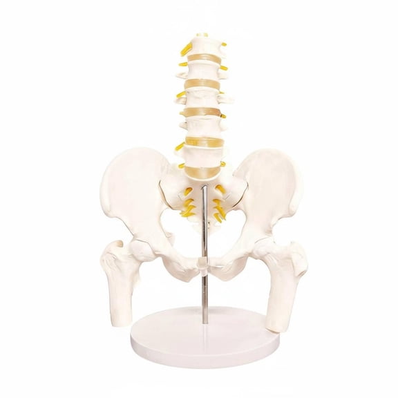 Solace Dynamic Female Lumbar Spine Pelvis Model Professional Anatomical Skeleton Teaching Bone Nerve Structure Made of PVC Suitable for Medical Training Patient Education Classroom