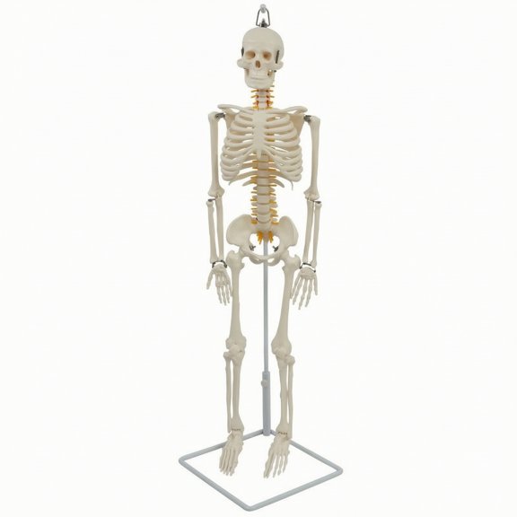 Solace Human Skeleton Model with Stand Anatomical Teaching Aid 85cm PVC for Medical Students Classroom