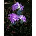 thumbnail image 1 of Solar Flower Lantern Light | Outdoor Garden Decorative LED Solar Lamp | Automatic On/Off | IP55 Waterproof | 81cm Tall | 1 Pack, 1 of 3