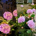 thumbnail image 1 of Solar Powered Outdoor Lights, IP65 Waterproof Garden Stakes with Remote Control for Backyard Pathway and Landscape Lighting(Pink), 1 of 9