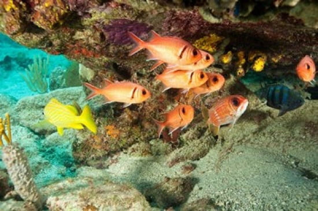 Soldierfish grunts Tortola BVI Canvas Art - Stuart Westmorland DanitaDelimont (24 x 15)