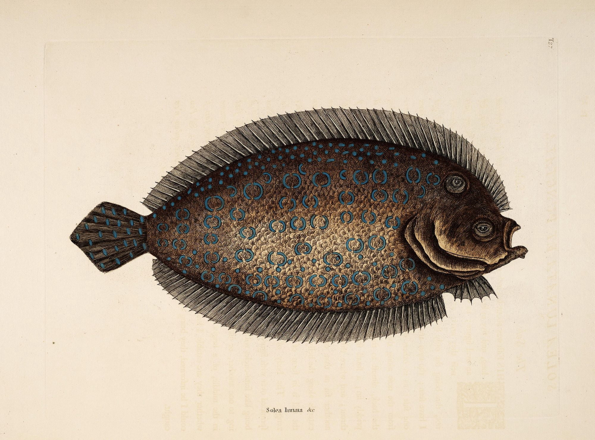 Sole Canvas Art - Mark Catesby (18 x 24)