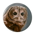 thumbnail image 1 of Solitary Barred Owl Kitchen Refrigerator Locker Button Magnet, 1 of 6