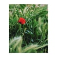 thumbnail image 1 of Solitary Bloom - Athens Greece Photography Nature Floral Botanical Garden Flowers Scenic Rural Unframed Wall Art Print 24 x 30 inches, 1 of 13