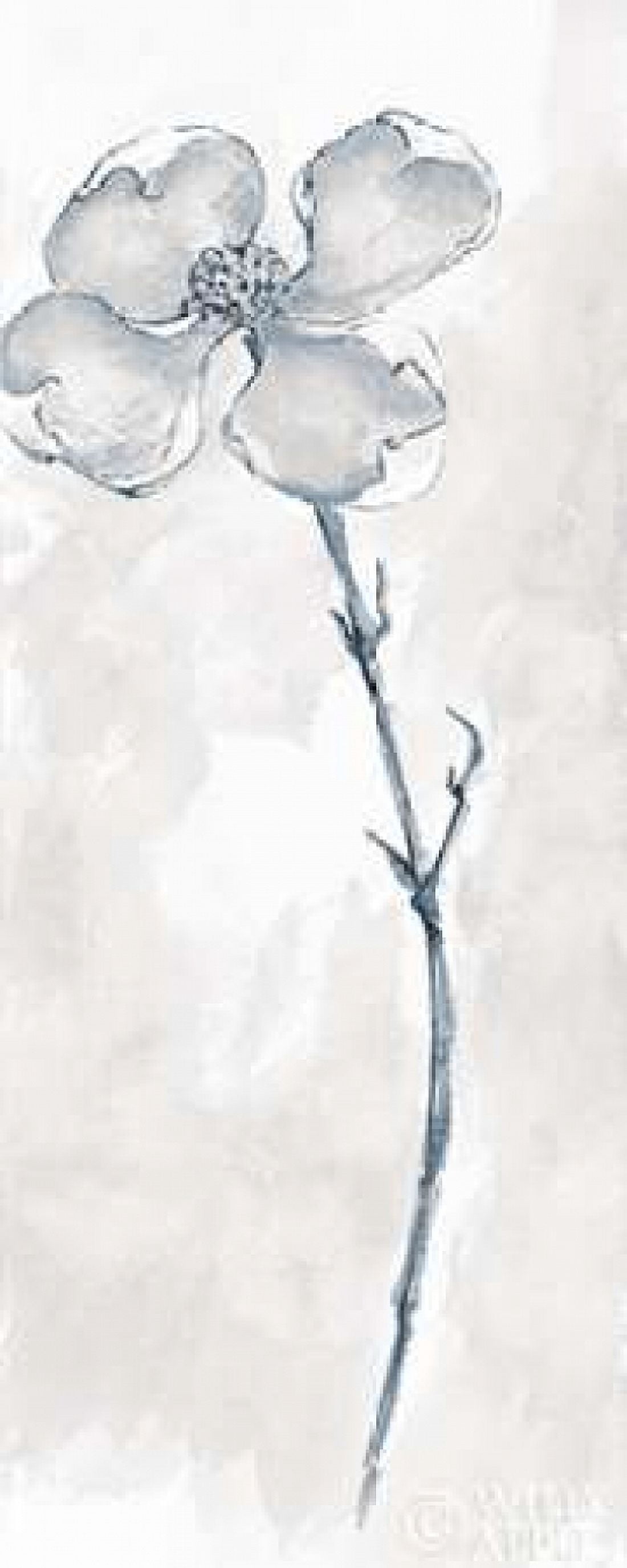 Solitary Dogwood III Gray Canvas Art - Chris Paschke (10 x 20)