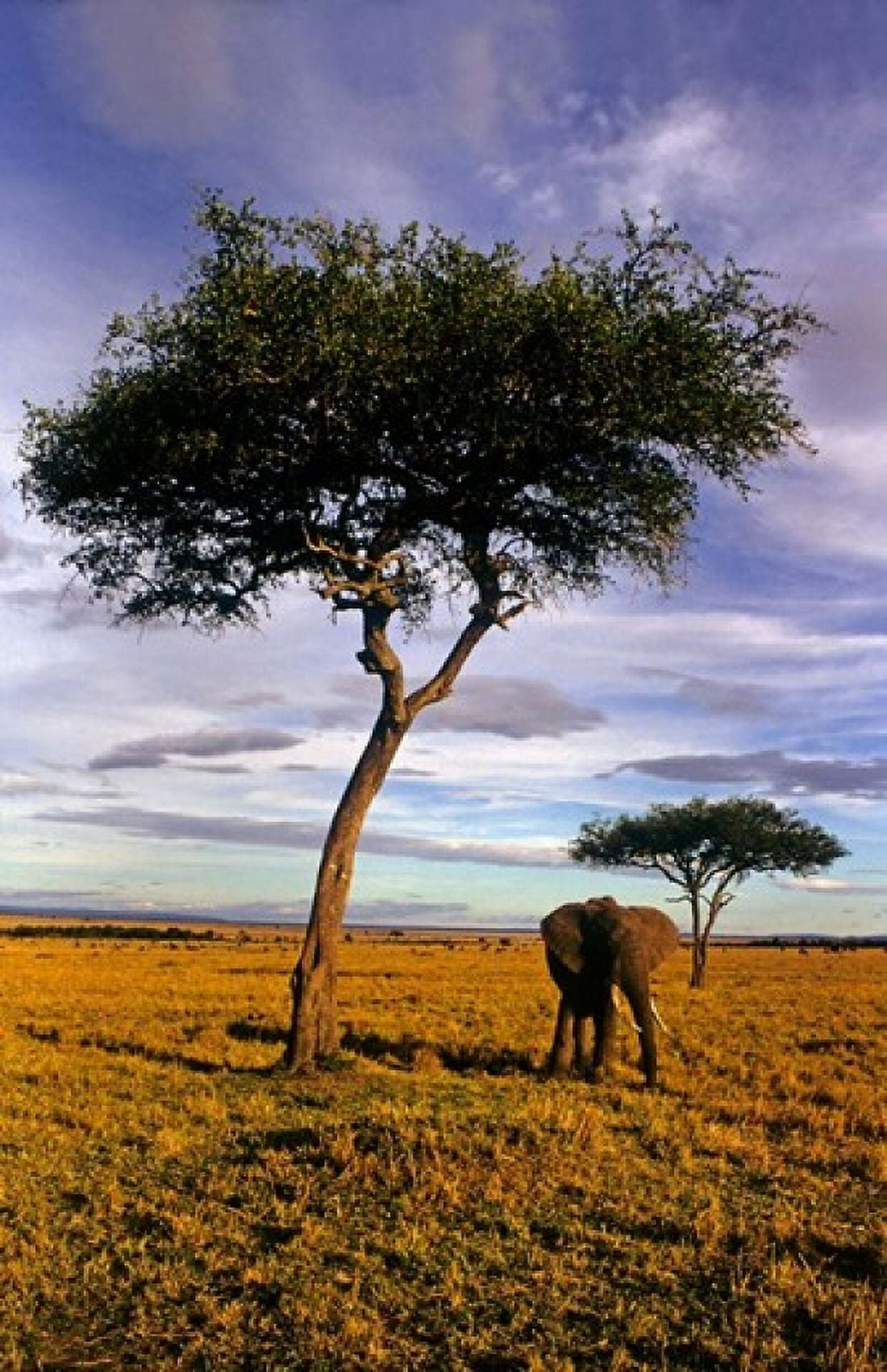 Solitary Elephant Wanders Maasai Mara Kenya Canvas Art - Kymri Wilt DanitaDelimont (22 x 34)
