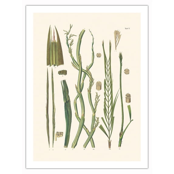 Solitary Fishtail Palm Tree (Caryota urens) - Vintage Botanical Illustration by Carl Friedrich Philipp von Martius c.1820s - Fine Art Matte Paper Print (Unframed) 24x32in