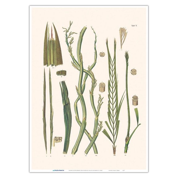 Solitary Fishtail Palm Tree (Caryota urens) - Vintage Botanical Illustration by Carl Friedrich Philipp von Martius c.1820s - Master Art Print 10in x 14in