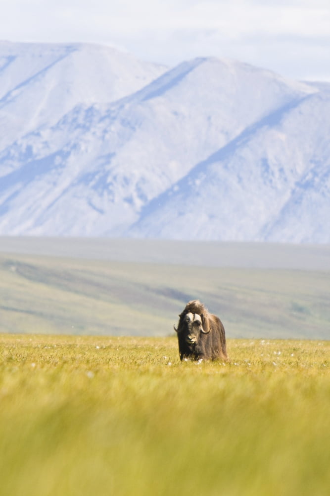 A Solitary Musk Ox Wanders Through The Grass Along The Canning River In Anwr Summer In Arctic Alaska Canvas Art - Doug Demarest Design Pics (24 x 38)