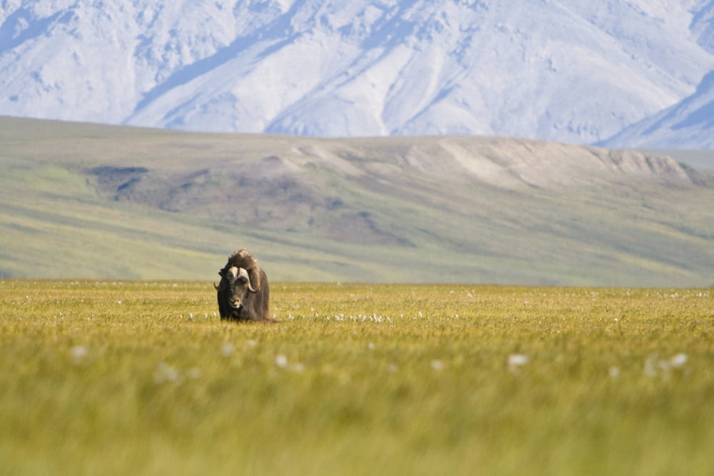 A Solitary Musk Ox Wanders Through The Grass Along The Canning River In Anwr Summer In Arctic Alaska Canvas Art - Doug Demarest Design Pics (38 x 24)