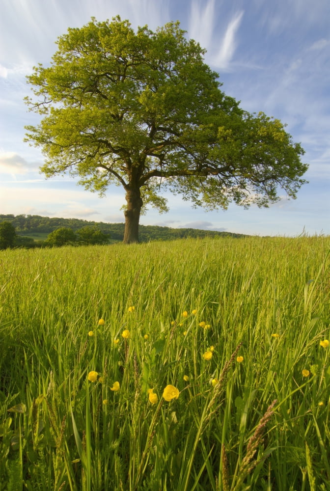 Solitary Oak Tree And Wildflowers In Field Canvas Art - Charles Bowman Design Pics (24 x 36)