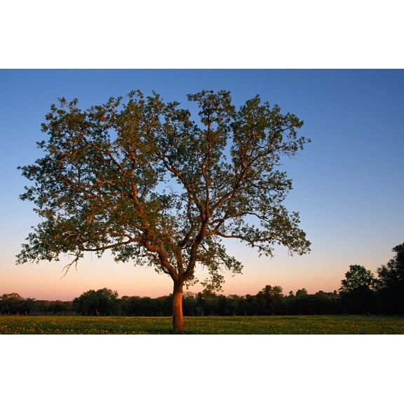 Solitary Tree In Field Canvas Art - Panoramic Images (27 x 9)