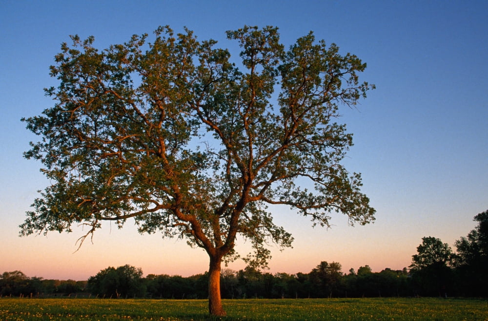 Solitary Tree In Field Canvas Art - Panoramic Images (36 x 12)