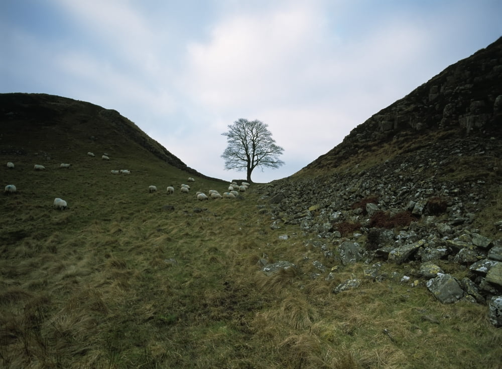 Solitary Tree In Sycamore Gap On Hadrians Wall Canvas Art - Ian Cumming Design Pics (36 x 26)