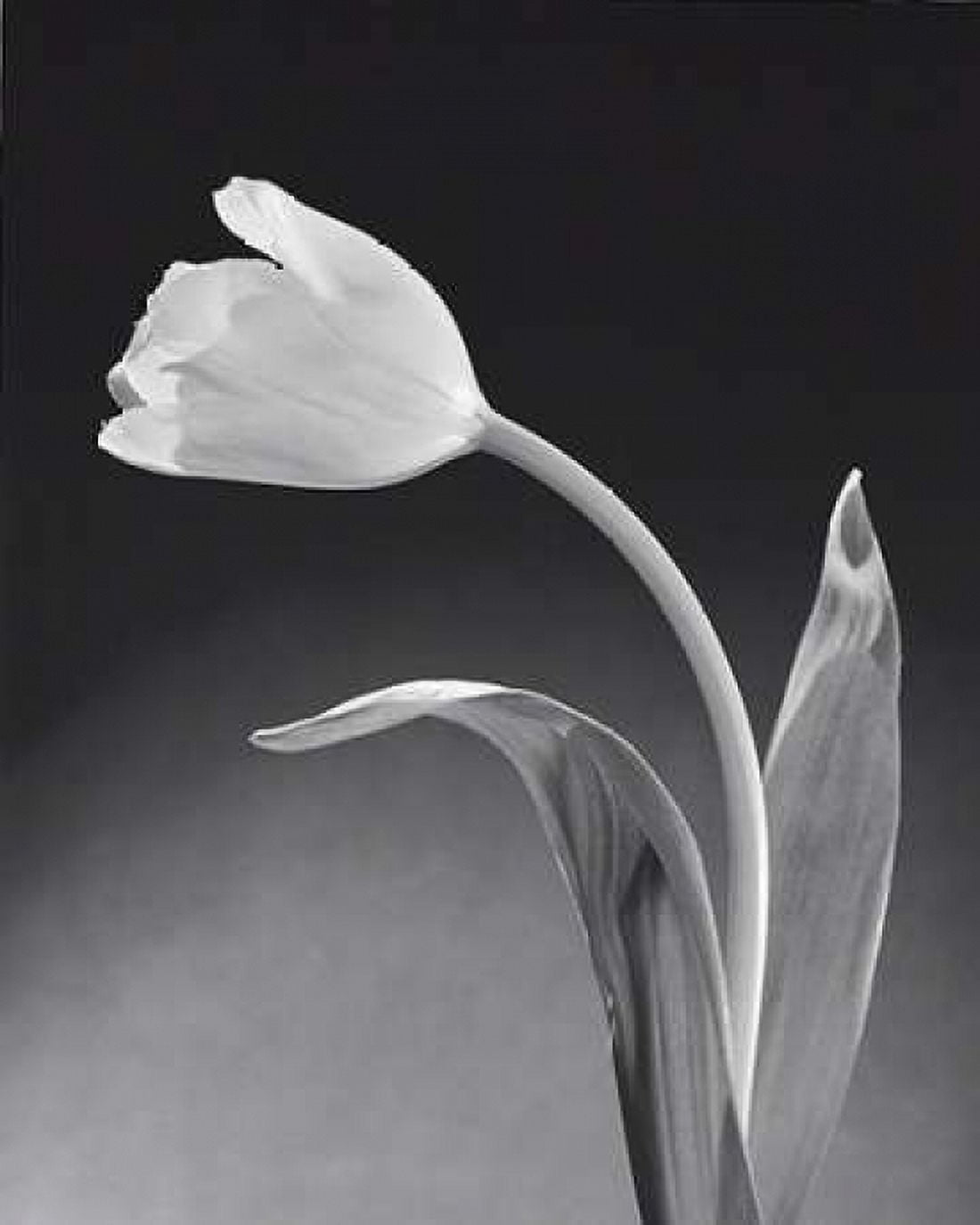 Solo Tulip Canvas Art - Dick and Diane Stefanich (24 x 30)