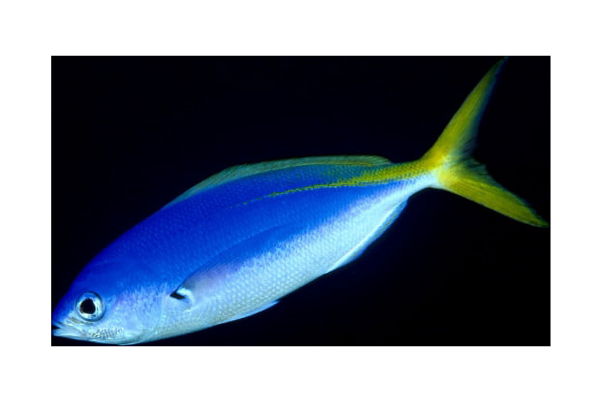 Soloman Islands Fusilier Fish B1928 Canvas Art - Ed Robinson Design Pics (19 x 12)