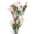 thumbnail image 1 of Solomios Gil - Fresh Cut - 90 Stems, 1 of 6