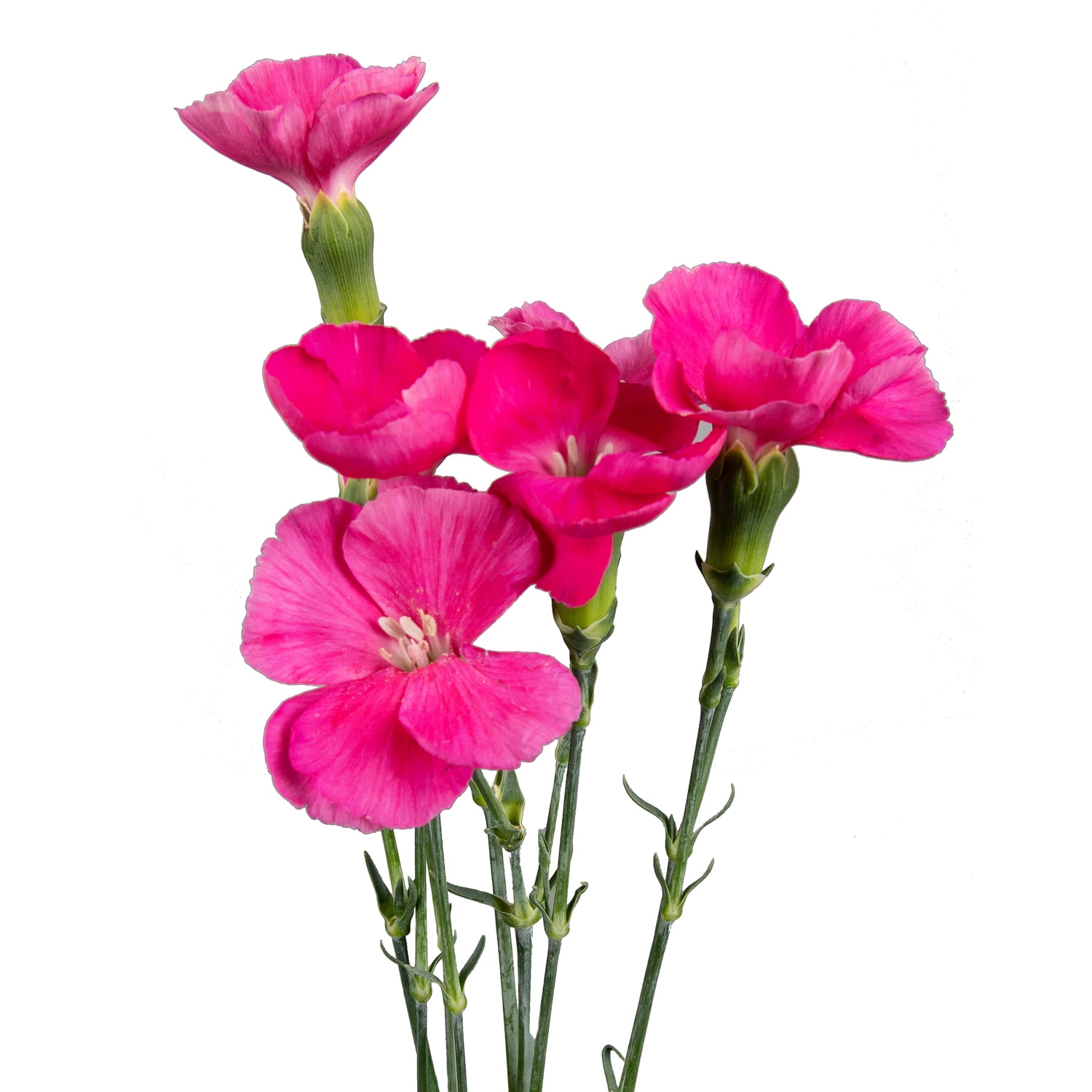 Solomios imre fresh cut 90 stems walmart
