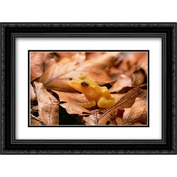 Solomon Island Leaf Frog , Woodland Park Zoo, Washington 2x Matted 24x18 Black Ornate Framed Art Print by Ellis, Gerry