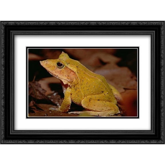Solomon Island Leaf Frog , Woodland Park Zoo, Washington 2x Matted 24x18 Black Ornate Framed Art Print by Ellis, Gerry