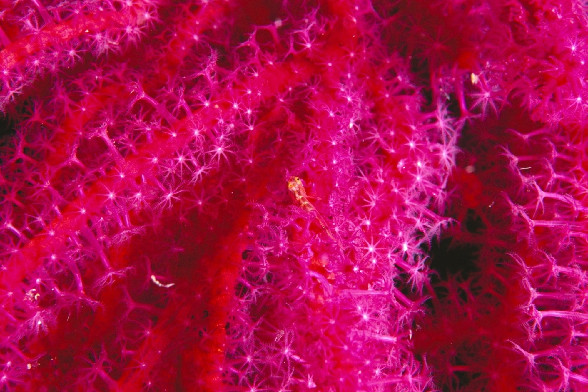 Solomon Islands Bright Pink Soft Coral With Goby Atop Close-Up Detail Canvas Art - Ed Robinson Design Pics (38 x 24)