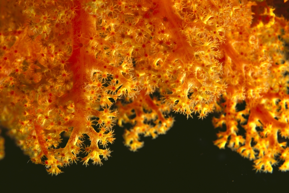 Solomon Islands Close-Up Of Orange Soft Coral With Polyps Showing Canvas Art - Ed Robinson Design Pics (19 x 12)