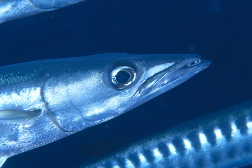Solomon Islands Extreme Close-Up Of Barracuda Side View Of Head Canvas Art - Ed Robinson Design Pics (19 x 12)