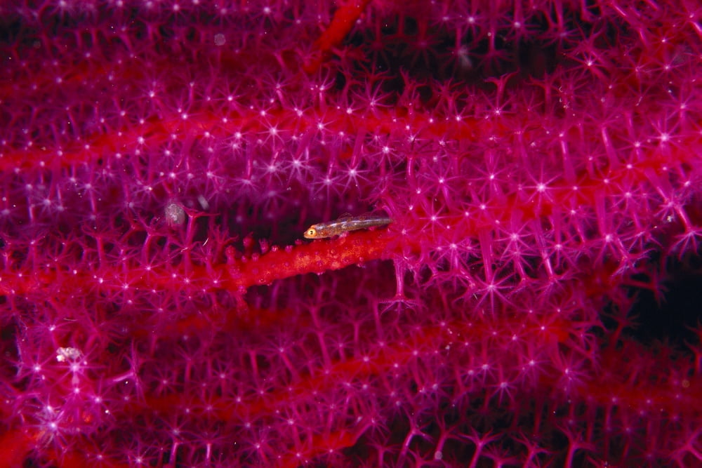 Solomon Islands Goby On Sea Whip Close-Up Detail A90A Canvas Art - Ed Robinson Design Pics (19 x 12)
