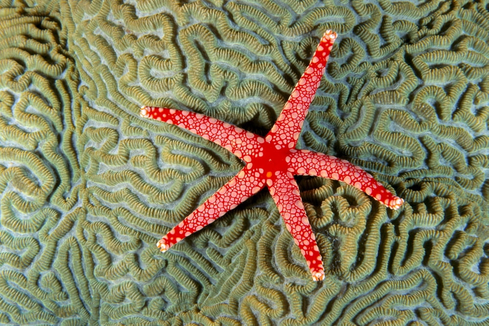 Solomon Islands Seastar (Fromia Monilis) On Coral (Platgyra Sp) Top View Canvas Art - Ed Robinson Design Pics (38 x 24)