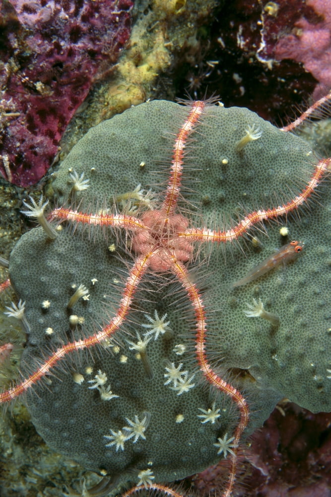 Solomon Islands Serpent Sea Star On Leather Coral Close-Up Detail A90E Canvas Art - Ed Robinson Design Pics (24 x 38)