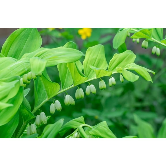 Solomon's Seal Plants for Growing, Weeping Blooms, Easy to Grow, Not Seeds, Healthy Rootstock (1 Plant)