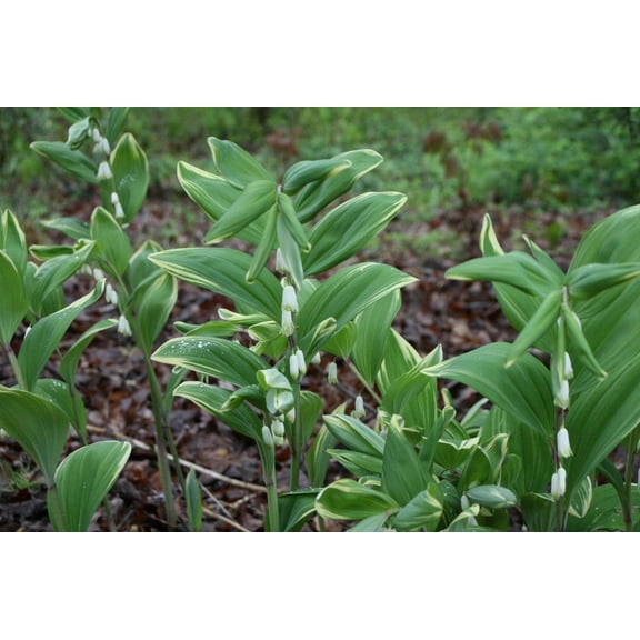 Solomon's SealPolygonatum biflorumShadeloving perennial  1 Gallon