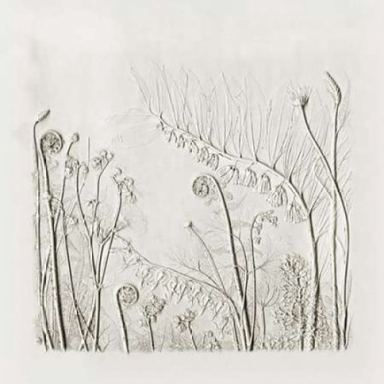 Solomons Seal-Dicentra and Fiddlehead Fern Canvas Art - Rachel Dein (24 x 24)