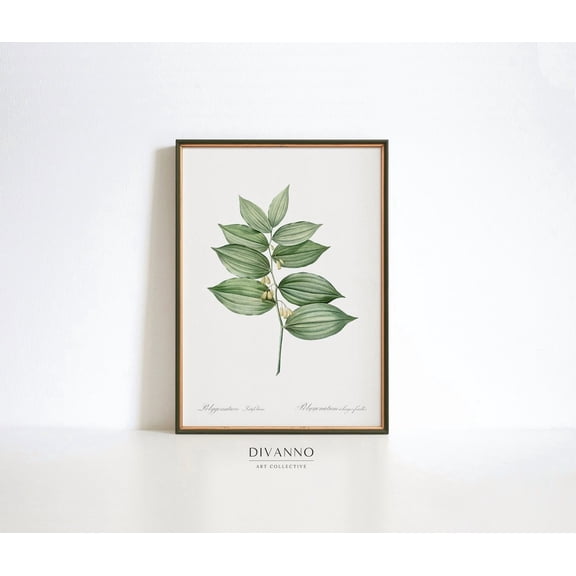 Solomons Seal Redoute Botanical Chart Poster, Unframed Size 8x12