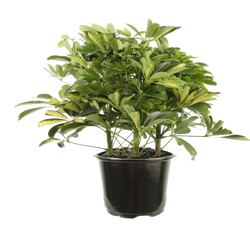 Expert Gardener Live Outdoor plant 6in Trinette in Grower Pot - Walmart.com