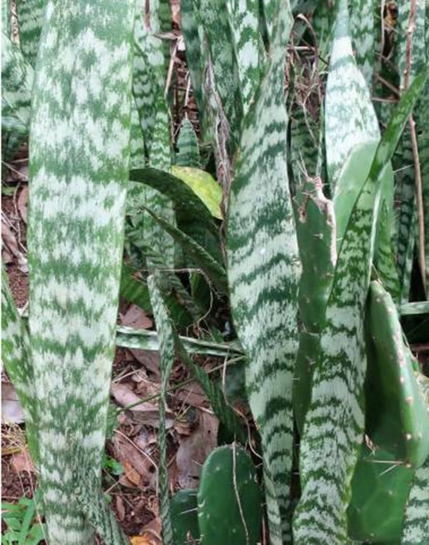 Somali Hemp Plant Seeds for Growing (20 Seeds) - Dracaena hyacinthoides -  Great Indoor Plant, Beautiful Stripes Looks Like Snake Plant