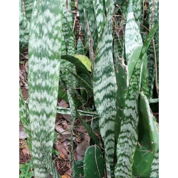 Somali Hemp Plant Seeds for Growing (20 Seeds) - Dracaena hyacinthoides - Great Indoor Plant, Beautiful Stripes Looks Like Snake Plant