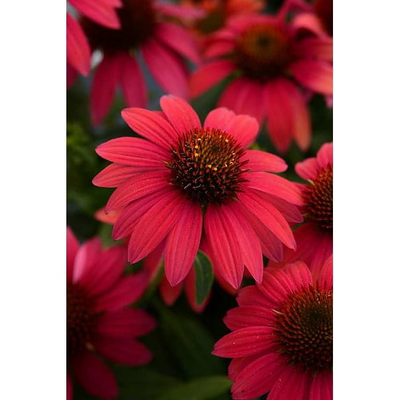 Sombrero® Baja Burgundy Coneflower Perennial - Echinacea - Gallon Pot