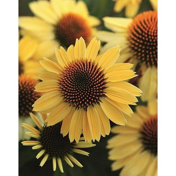 Sombrero® Lemon Yellow Coneflower Perennial - Echinacea - Gallon Pot