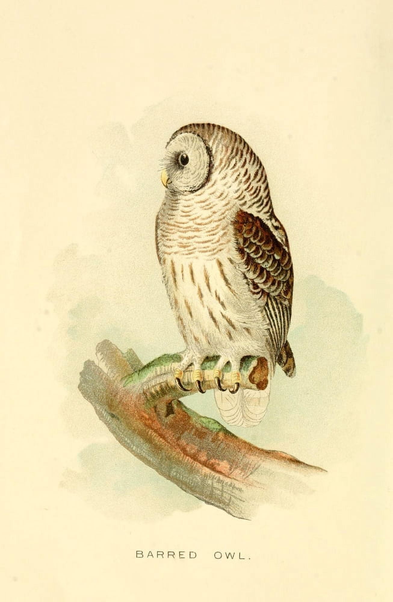 Some Birds 1897 Barred Owl Canvas Art - Unknown (18 x 24)