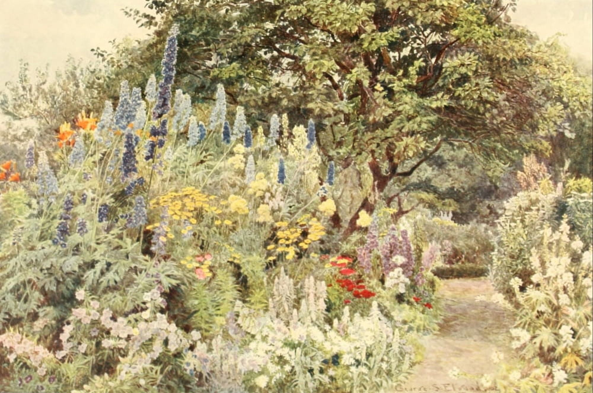 Some English Gardens 1904 Ramscliffe Larkspur Canvas Art - GS Elgood (18 x 24)