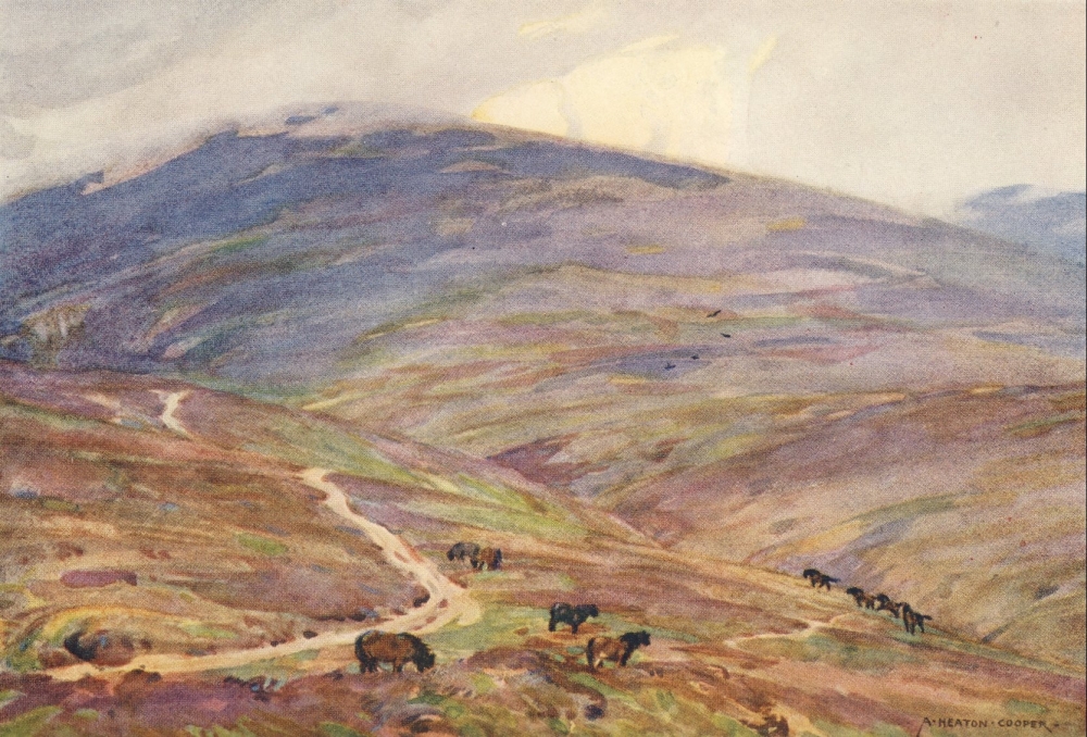 Somerset 1927 Exmoor Ponies below Dunkery Beacon Canvas Art - Alfred Heaton Cooper (18 x 24)